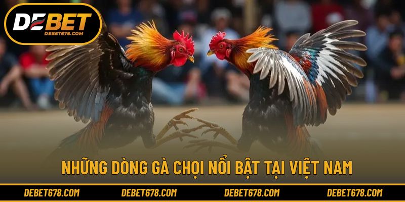 Các giống chiến kê được nhiều người quan tâm hiện nay