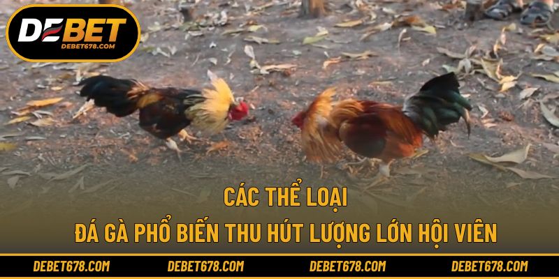 Các thể loại đá gà phổ biến thu hút lượng lớn hội viên