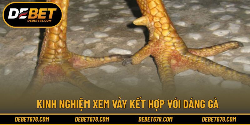 Cách kết hợp nhiều yếu tố để chọn chiến kê phù hợp