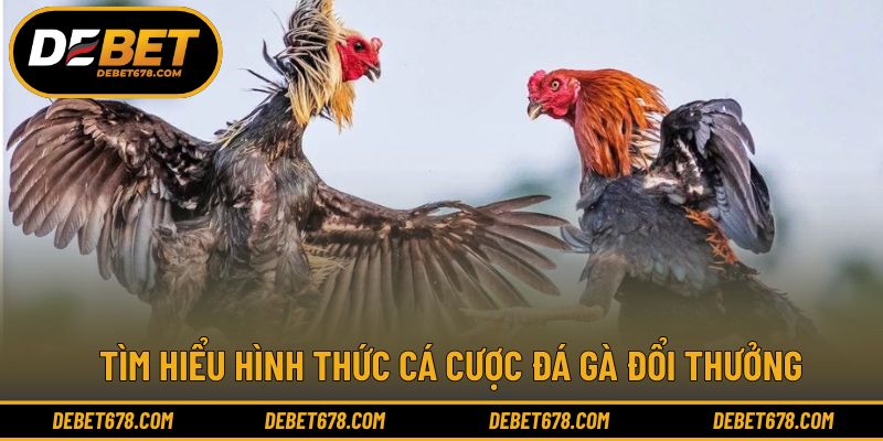 Khái quát mô hình cá cược đá gà đổi thưởng trực tuyến