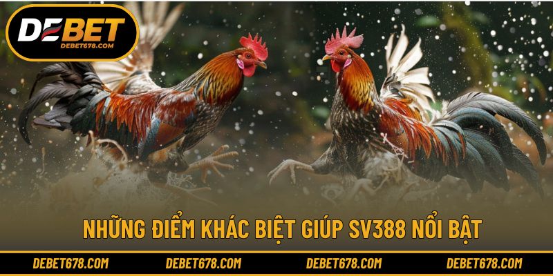 Kinh nghiệm tham gia đá gà Thomo SV388 dành cho người mới 