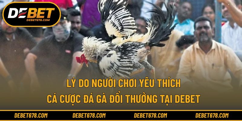 Ưu điểm khiến cá cược đá gà được ưa chuộng