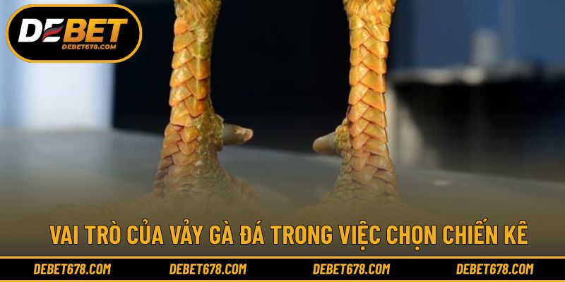 Ý nghĩa của vảy gà đá trong việc đánh giá chiến kê