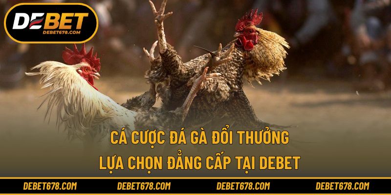 Cá cược đá gà đổi thưởng