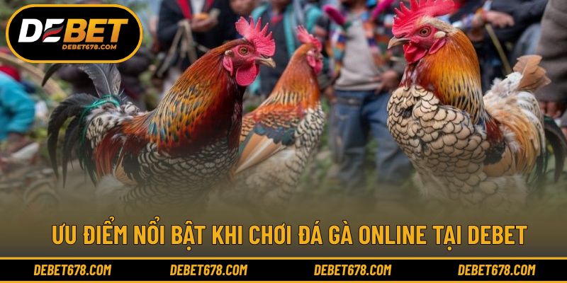 Đá gà Thomo SV388