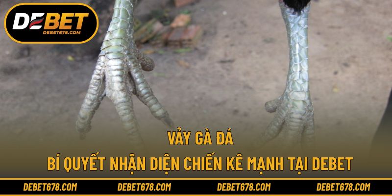 Vảy gà đá